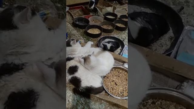 Наши пернатые друзья