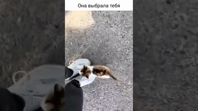 Котенок выбрал