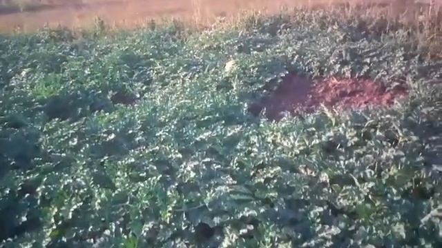 Ржаное поле после уборки