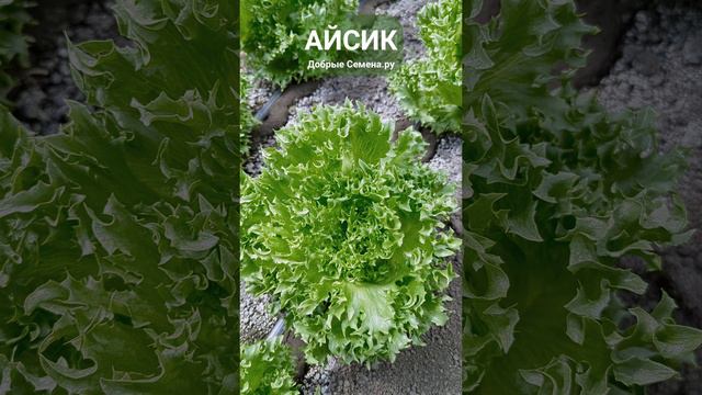 АЙСИК - хрустящий листовой салат (тип Айсберг) с красивым, резным краем листа - Добрые Семена.ру