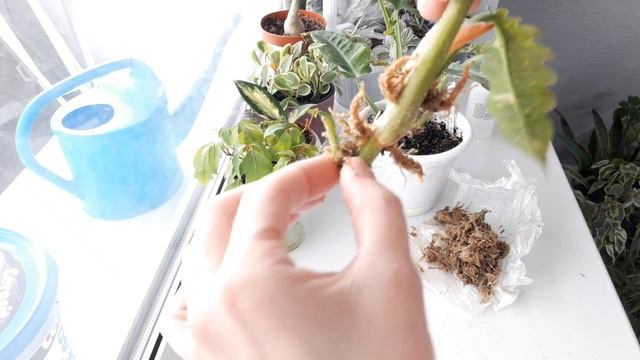 КОМНАТНЫЕ РАСТЕНИЯ(ЦВЕТЫ).РЕЗУЛЬТАТ УКОРЕНЕНИЯ ФИЛОДЕНДРОНА.