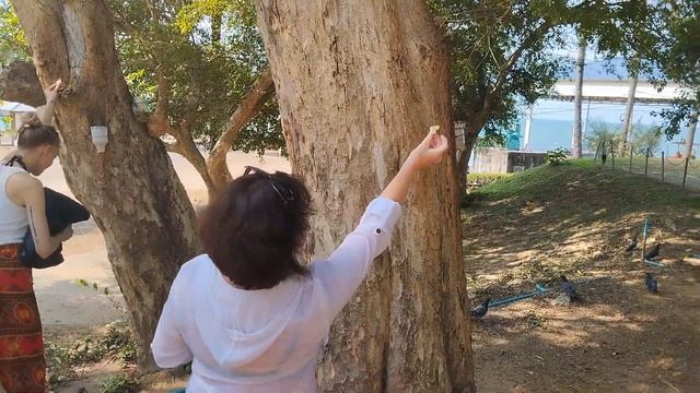Кормлю белочек в отеле Pattaya Park Beach Resort в Паттайе