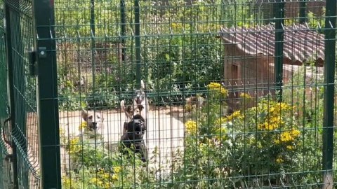 НЕЛЕГАЛЬНЫЙ ПРИЮТ ДЛЯ СОБАК НА ДАЧЕ. СОБАКИ ЕДЯТ ДРУГ ДРУГА ОТ ГОЛОДА (ЧАСТЬ 1)