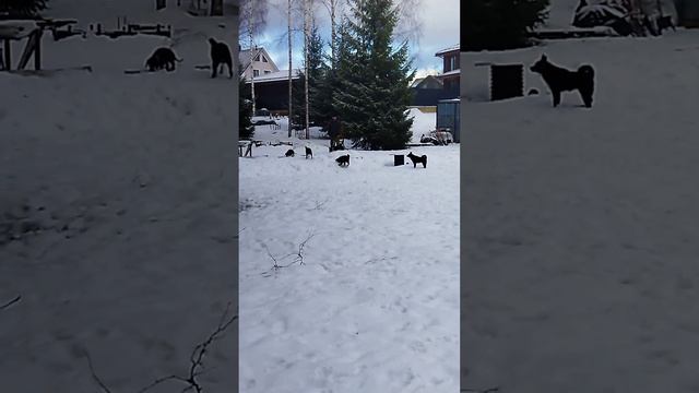 Лайкам не до таксы