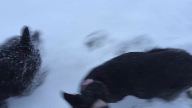 Giant Schnauzer Puppies in the Snow!
