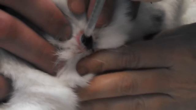 Satisfying Botfly Larvae Removal From Animals