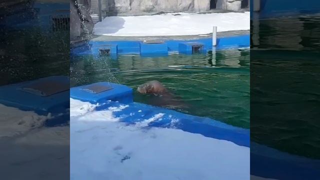 Без названия