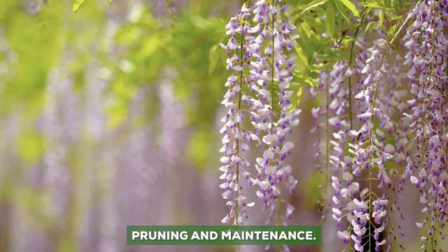 8 Fragrant Vines for a Beautifully Scented Garden