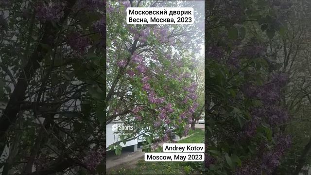 Московский Дворик