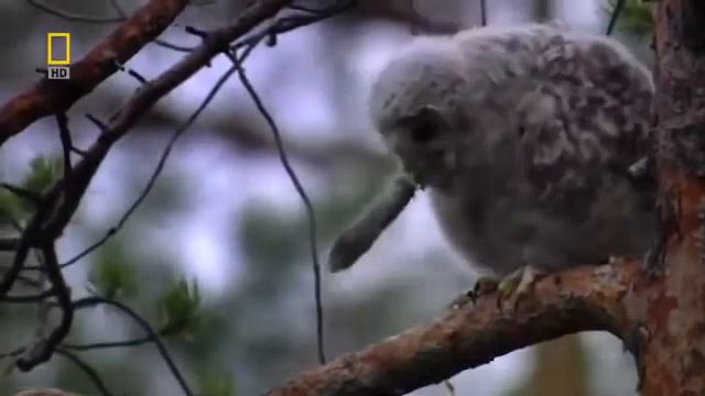 Мир 🌍 Диких животных. Россия Урал
