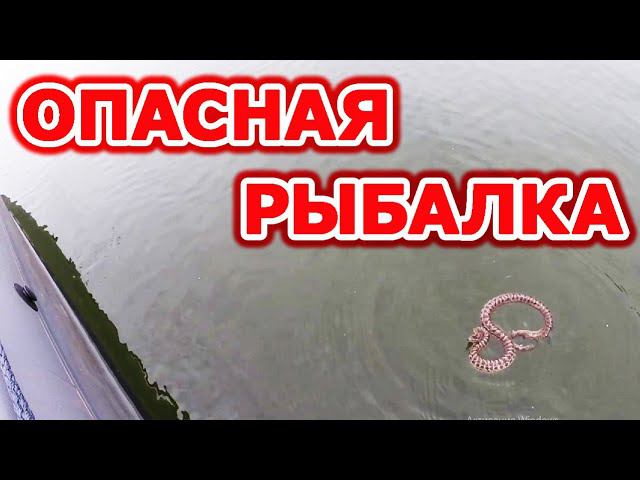 Змея атакует! Рыбалка на водохранилище спиннингом на щуку и окуня с подписчиком