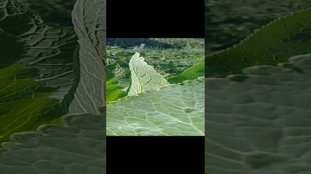 20220621 Кузнечики