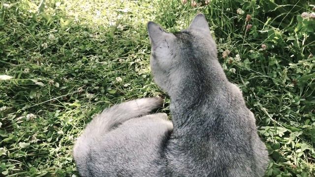 Киса первый раз на природе. Серебристая шиншилла. Скоттиш страйт