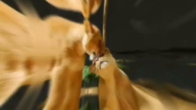 Какая любовь у животных ?