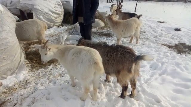 Козлята под козой