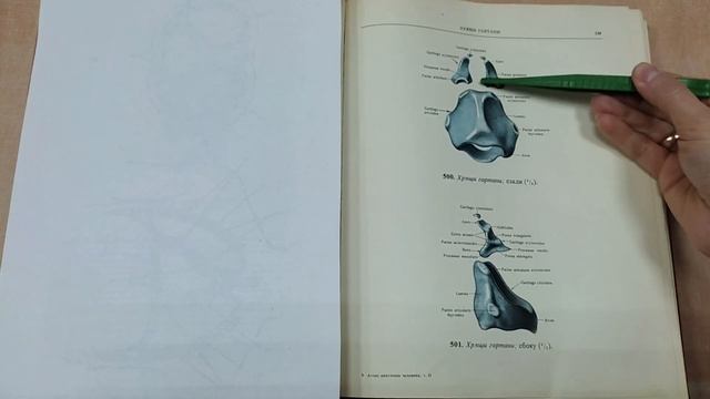 Наружный нос, полость носа, гортань