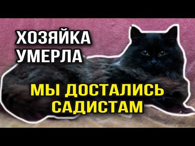 Кошку с котятами хотели заморозить или отравить после смерти хозяйки