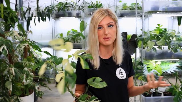 Investment Plants that STILL make money after the Price Drops!