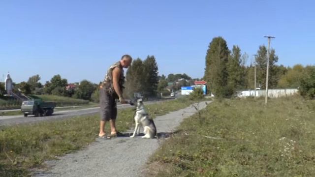 Лайка, дресировка.