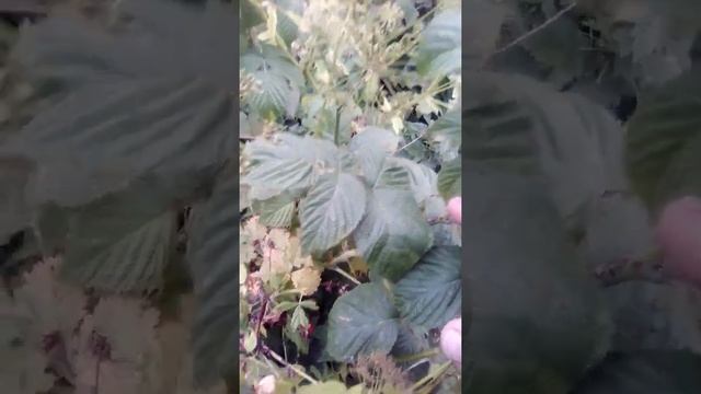 #Z Малина которая за лето два раза даст красные ягоды