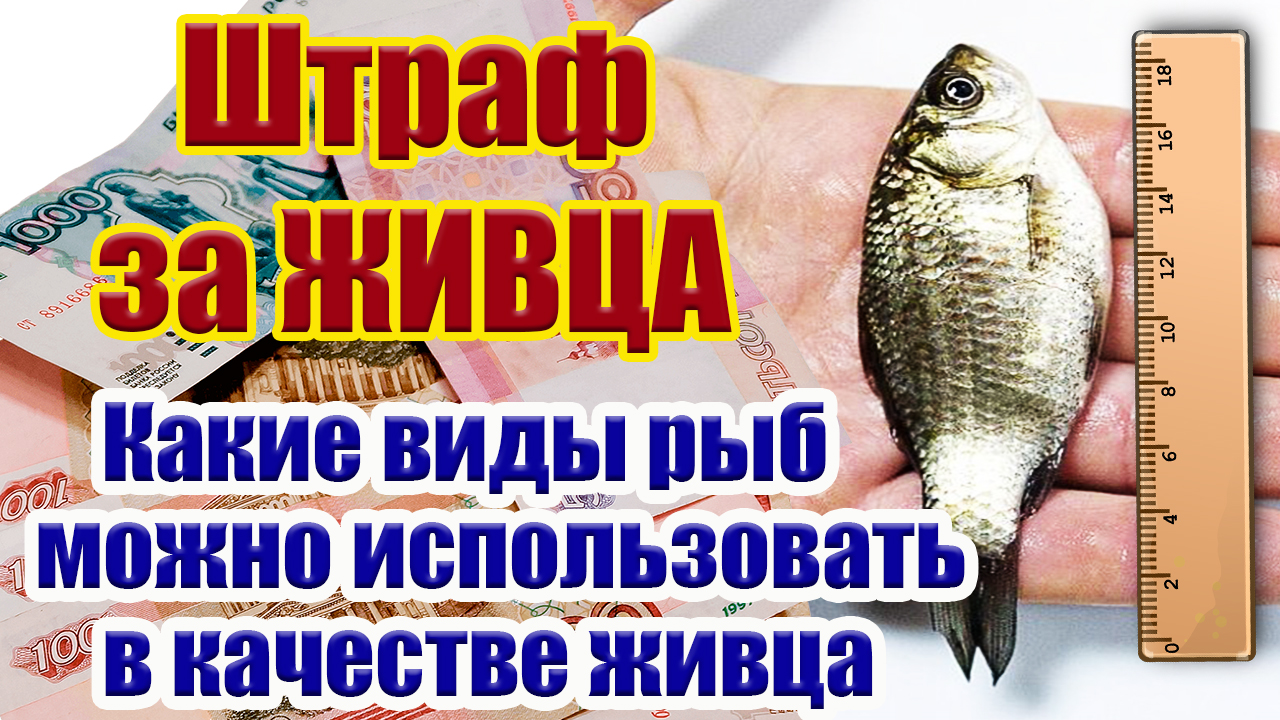 Штраф за рыбалку на живца Какие виды рыб можно использовать в качестве живца