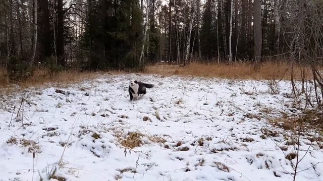 С РЕЛ по лесу.