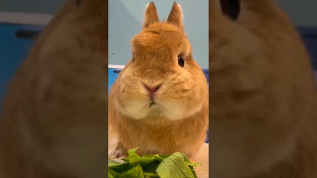 Милый кролик кушает | Милые животные | FunnyAnimals