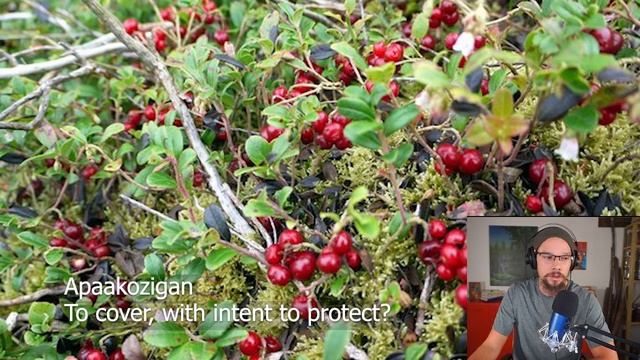 Bearberry Binekobiihns - Arctostaphylos Uva-ursi