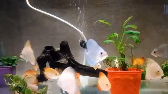 #ПЕТУШКИ & #ДИСКУСЫ!!! Кого выгоднее #разводить. Часть #3.
