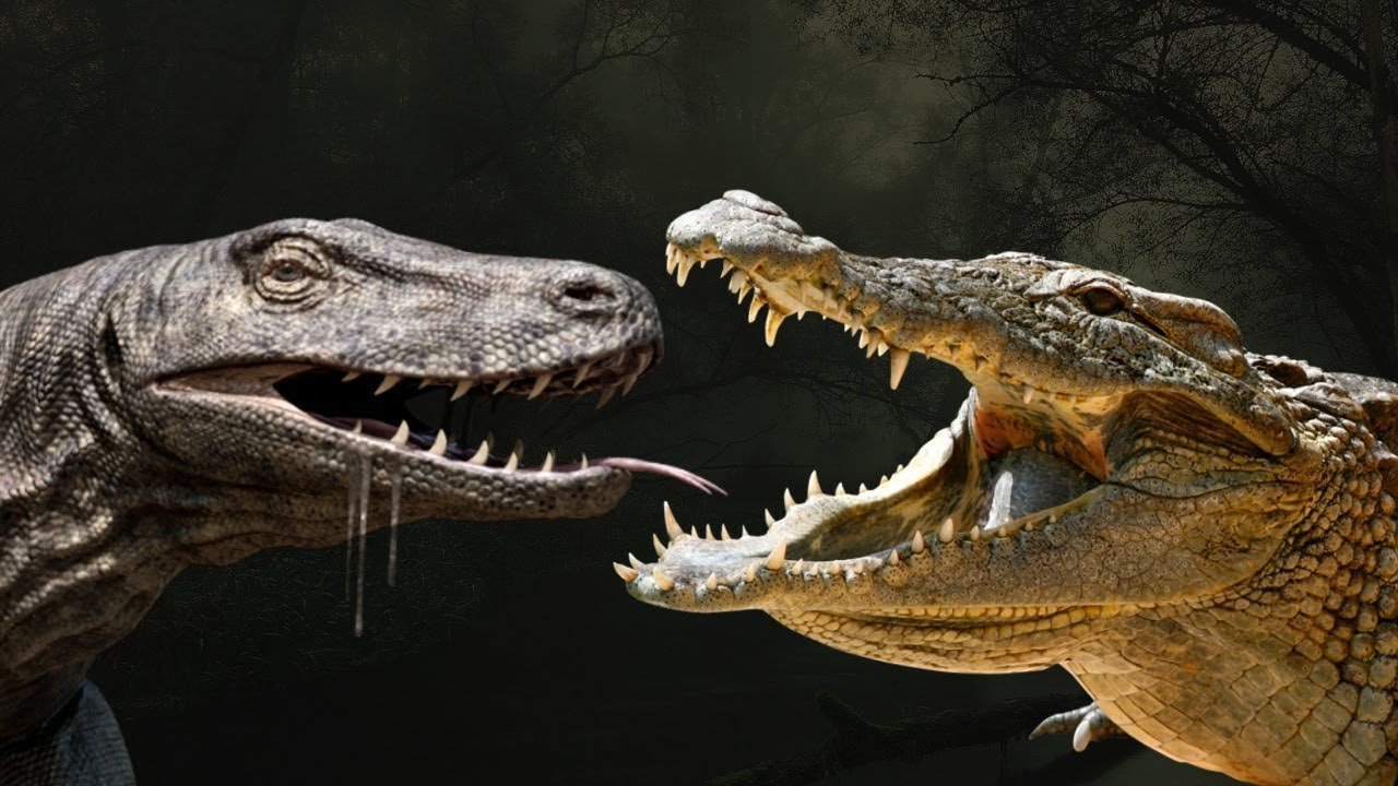 THE MOST INTERESTING FACTS TOP 10 FACTS ABOUT CROCODILES