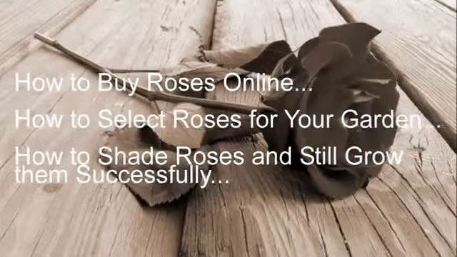Roses Made Easy