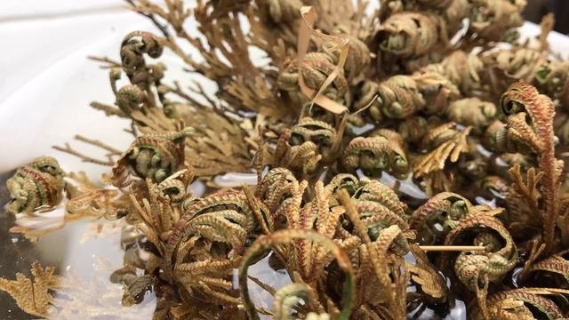 Geniale Technik der Natur - Die Rose von Jericho - Die Wiederauferstehungspflanze