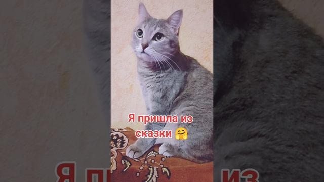 Я пошла к тебе из сказки.Прикол.Юмор.Кошка Шейла.Британка. Красотка.Краш. Любимка.Домашний питомец.