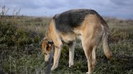 Нашли русских гончих на улице и забрали в приют. Собаки в поисках семьи