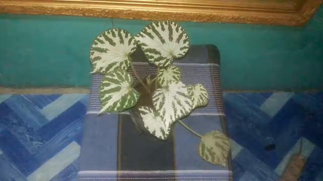 Jenis Bunga Begonia Karpet Loreng