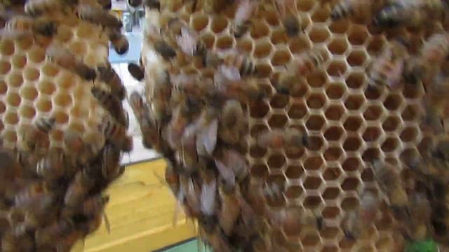 пчеловодство без вощины - часть 1 - полоски воска вместо вощины, на гнездовых рамках