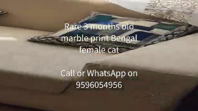rare 3 months old marble print Bengal female cat vaccinated and healthy call or WhatsApp:9596054956
