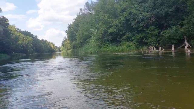 15.08.23г. река Ворона. Сваи старого моста