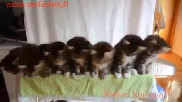 Этот Неловкий Момент, когда Котята танцуют лучше чем Ты  2окт
