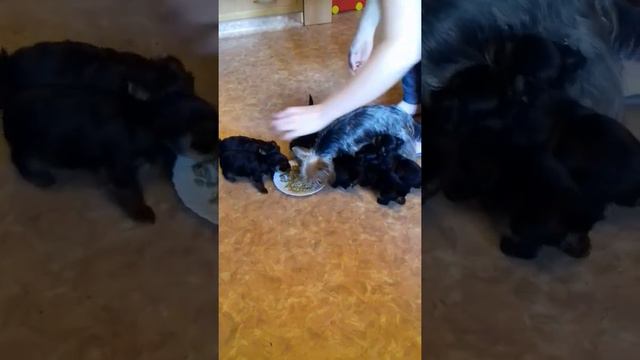 Малышка Ева и ее очаровательные детки.