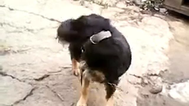 Собаке чесотка началась)))