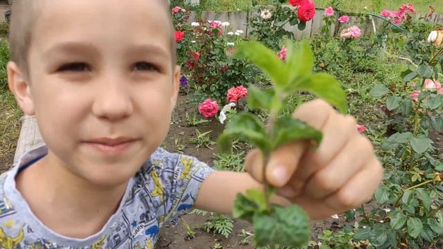 Супер поездка в гости к Бабушке на дачу. Купание в бассейне. Поход к речке.