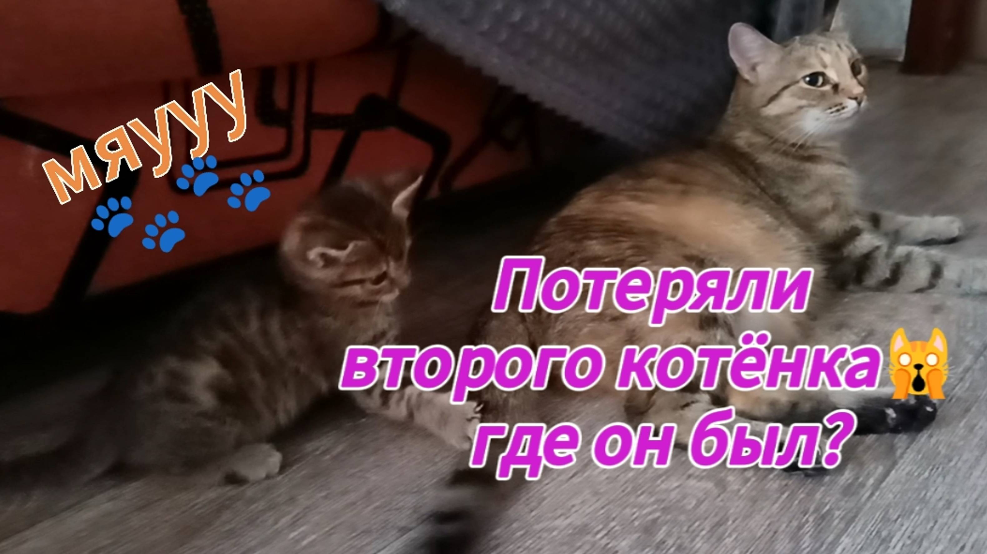 Потеряли второго котёнка 🙀 где он был?