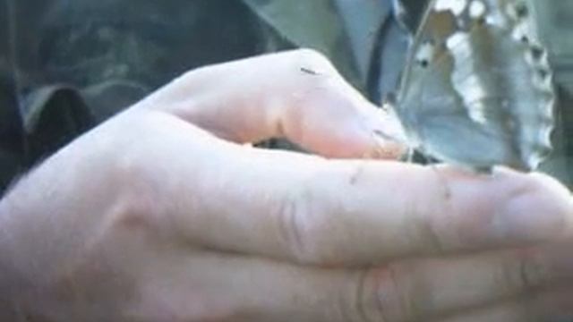 Бабочка в руках Butterfly in hands
