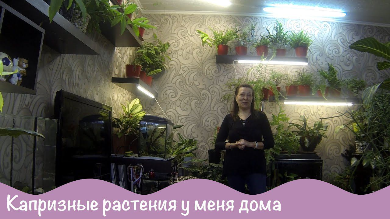 №2 Алоказия. Капризные растения в моем комнатном садике.