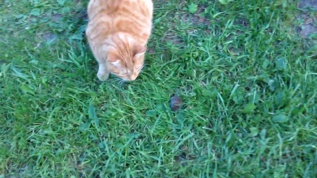 Tishka + mousy