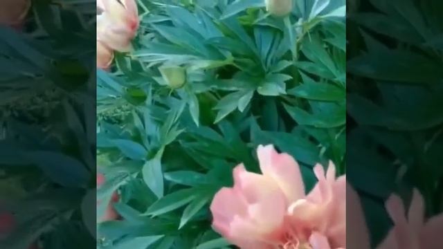 Пионы Ито Гибрид.#пионы #клумба #цветок #хайпсад #озеленение #посадка #пересадка #уходзасадом1