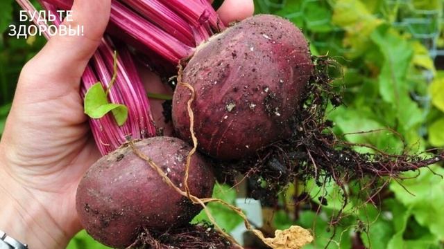 ЧТО творит СВЕКЛА с органами а что Будет, если Есть Свеклу Каждый день