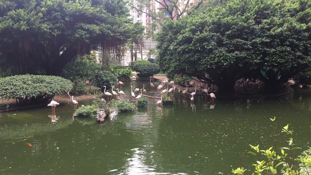Фламинго в парке Коулун в Гонконге