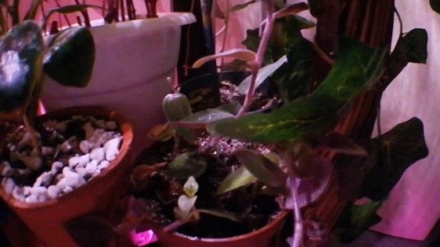 FLOWER'S ROOM-TUOR : КОЛЛЕКЦИЯ РЕДКИХ ЦВЕТОВ. РУМ-ТУР ?Discover the Secret World of Flowers:  Vlog